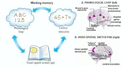visual working memory brain