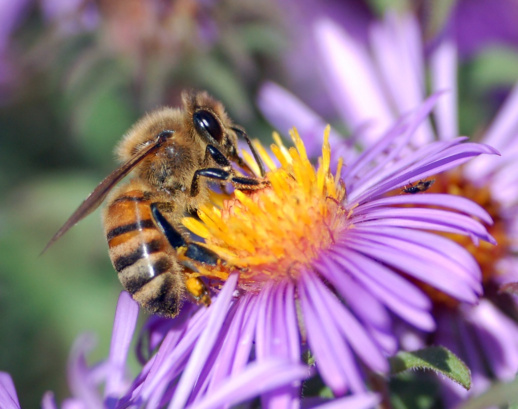 Mystery of the Dying/Disappearing Honeybees Solved