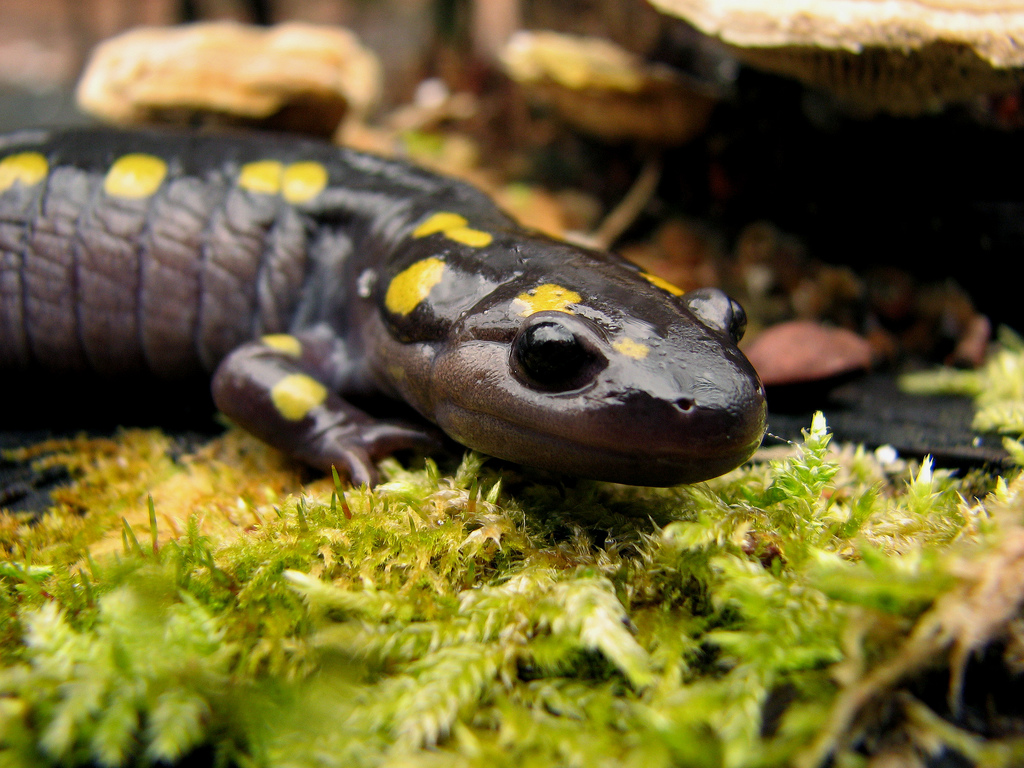 Solar Salamander