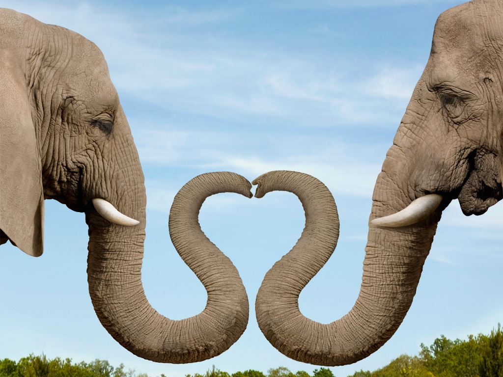 The Profound Intelligence and Intuition of Elephants