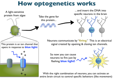 optogenetics 