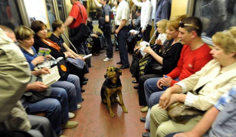 stray dog moscow metro 