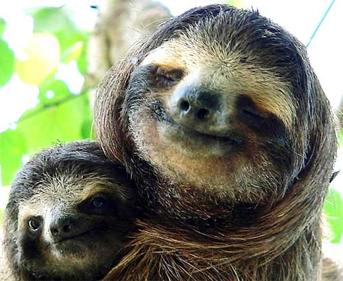 sloth smile 