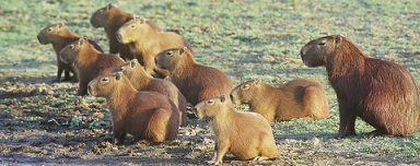I'll take all of 'em, every single capybara in the Amazon rainforest. 
