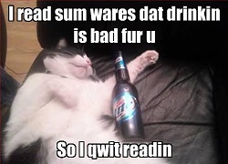 Cat's drink beer: all is well with the world. http://synergyfitnessbootcamp.com/