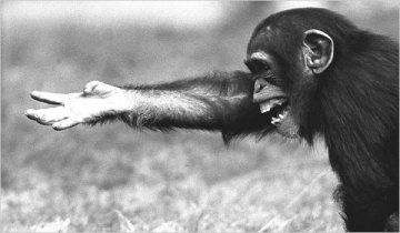 chimpanzee intelligence hand gesture