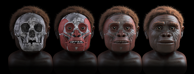 hobbit  earth, homo floresiensis 