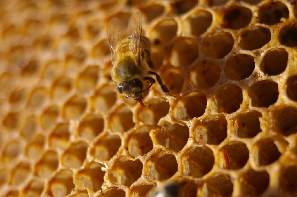 A Delicious Cure – Honey As An Antibiotic & Much, Much More