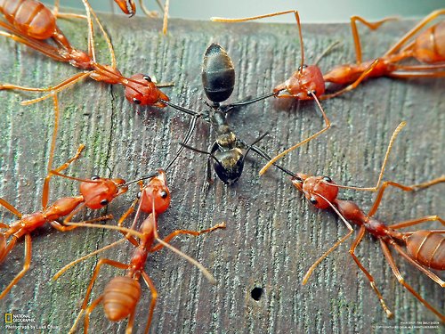 Enslaved Ants Regularly Stage Rebellions