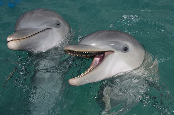Dolphins Exhibit Unending Compassion