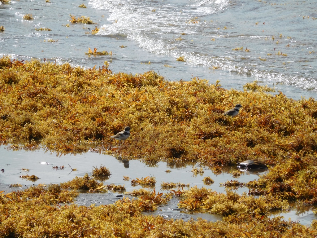 Sargassum Seaweed Mass: Causes, Effects, and Solutions for Florida’s Coastal Communities